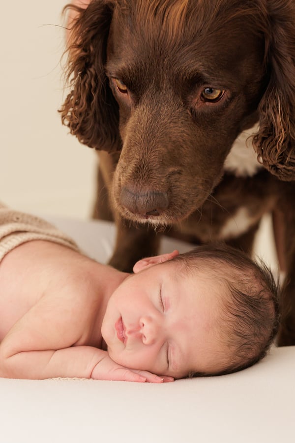A newborn asleep on their front while the family's chocolate spaniel leans over from behind